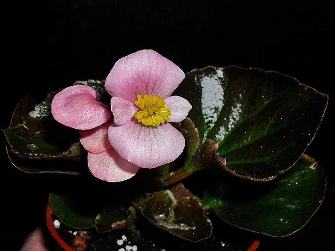 бегония вечноцветущая укорененный черенок. бегония вечноцветущая черенок. бегония вечноцветущая черенкование. бегония вечноцветущая размножение. черенки бегонии вечноцветущей.