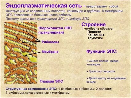 Какая функция у эндоплазматической сети