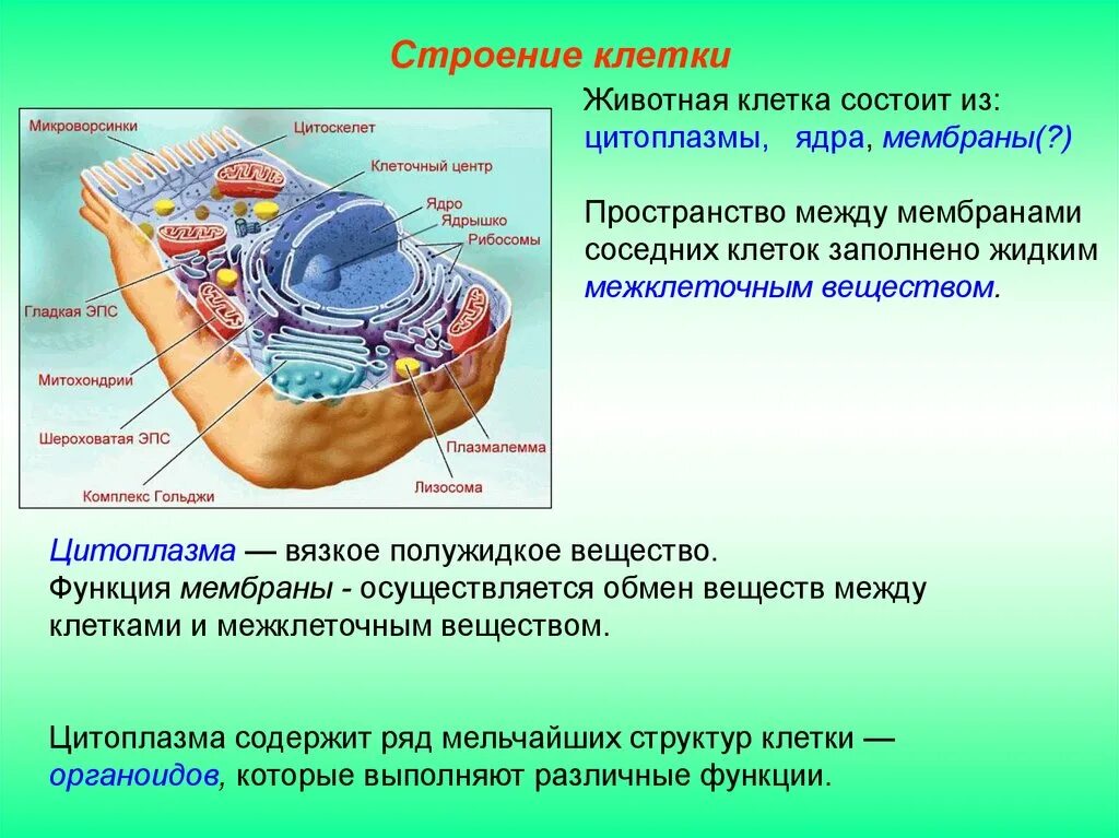 Эпс участвует в синтезе белка. Структура клетки клеточный центр рибосома. Строение клетки клеточная мембрана цитоплазма 10 класс. Химический состав клетки и строение растительной клетки. Ядро клетки строение, органоиды (части) клетки.