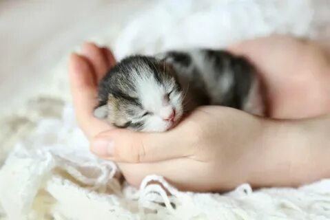 Маленький котенок есть там