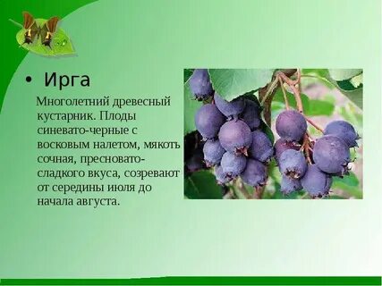Ирга в слова