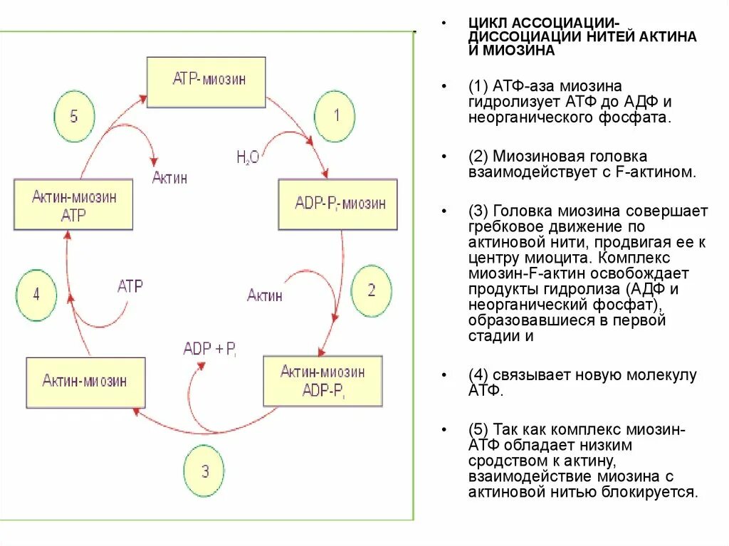Характеристика цикла АДФ-АТФ. Цикл АДФ АТФ биохимия кратко. Схема цикла АТФ АДФ. Охарактеризуйте цикл АДФ-АТФ. На каких этапах происходит образование атф