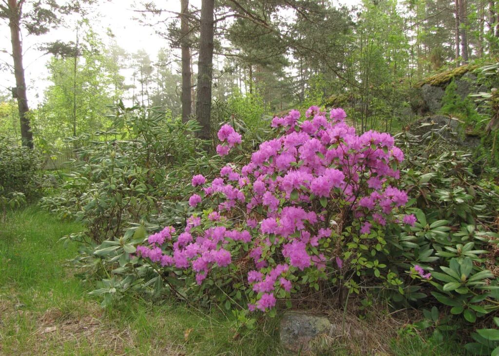 Spiraea ussuriensis - Image of an specimen - Plantarium