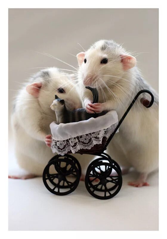 Мыши пара. Эллен Ван Дилен. Эллен Ван Дилен крысы. Милые мышки. Милые крыски.