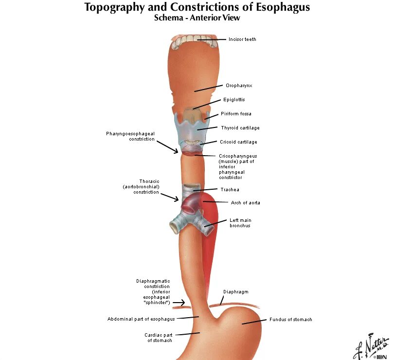 Элементы пищевода. Анатомические сужения пищевода анатомия. Топография пищевода анатомия. Физиологические сужения пищевода анатомия.