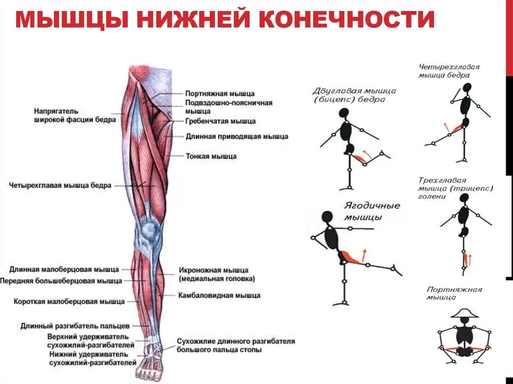 Основные мышцы для развития. Функции мышц нижних конечностей. Упражнения для развития силы мышц пояса верхних конечностей. Мышцы нижней конечности. Мышцы нижней конечности ноги.