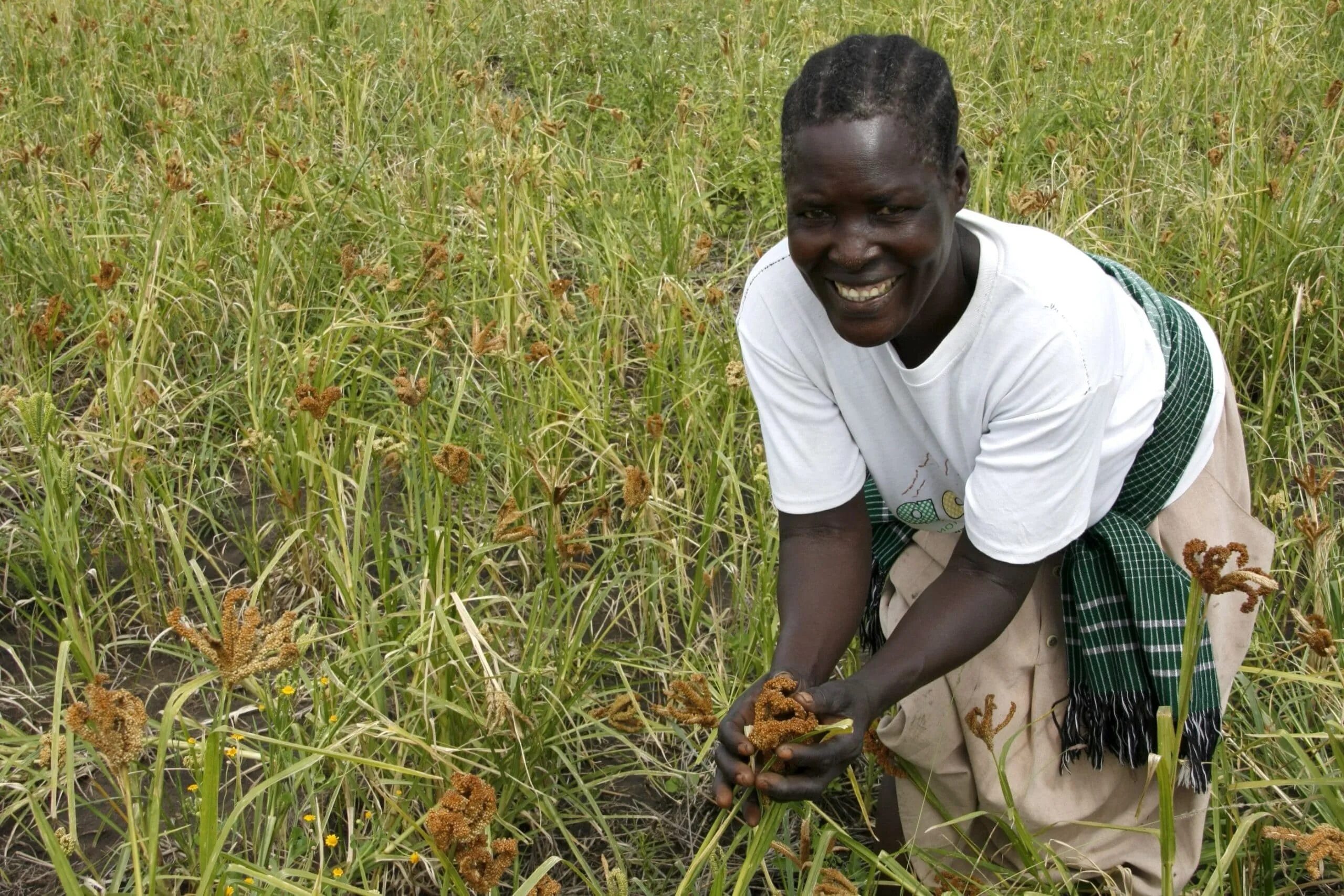 Africa grows. Судан сельское хозяйство просо. Африканское просо. Сельское хозяйство Африки. Судан хозяйство.