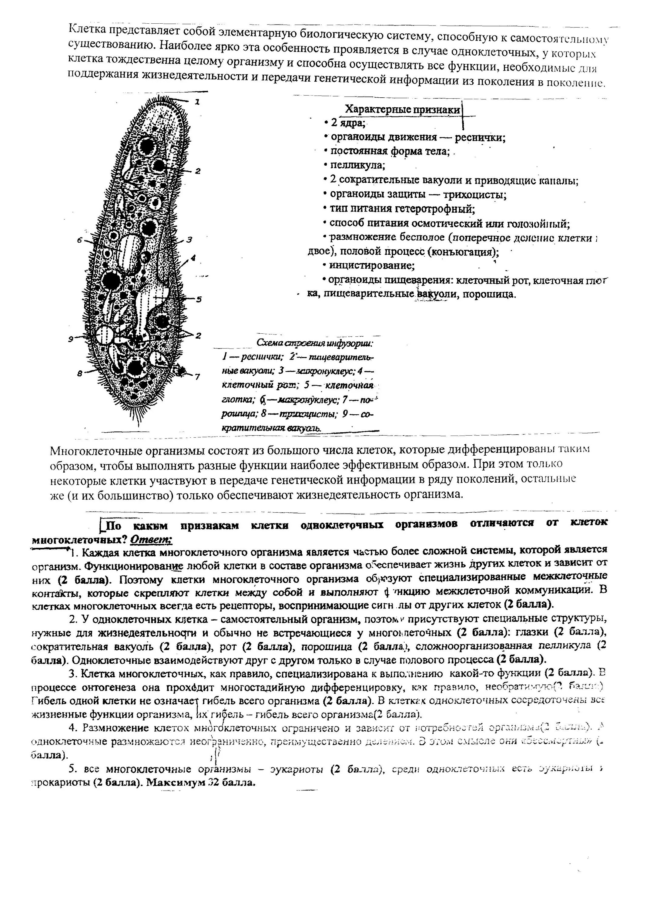 Строение и размножение высших растений лабораторная работа. Строение клетки гриба. строение грибной клетки рисунок с подписями. строение клетки гриба и функции ее органоидов. лабораторная работа 10 класс сравнение и строение клетки.