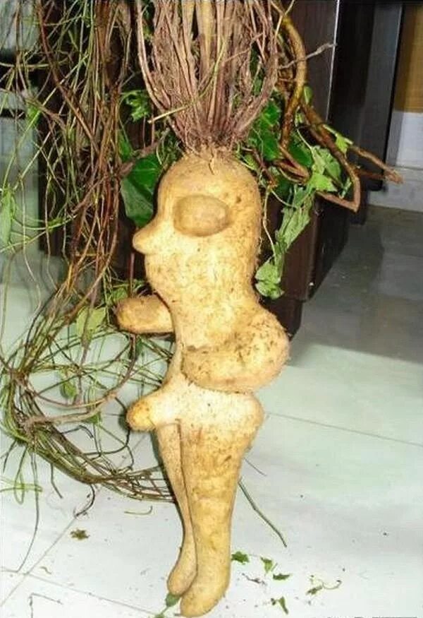 Цветок в форме человек. Impatiens bequaertii. Цветок похожий на птичку. Орхидея anguloa uniflora. Плод в форме женщины.