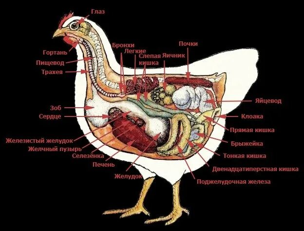 Внутреннее строение бройлера. Внутренние органы курицы несушки. Анатомия строения курицы. Внутреннее строение курицы.