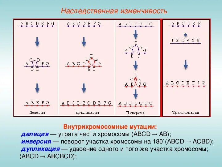 Поворот участка хромосомы на 180 градусов. Поворот участка хромосомы на 180 в биологии. Поврот учатска хромомосмы на 180 град. Поворот участка хромосомы на 180° - это…. Поворот хромосом на 180 градусов