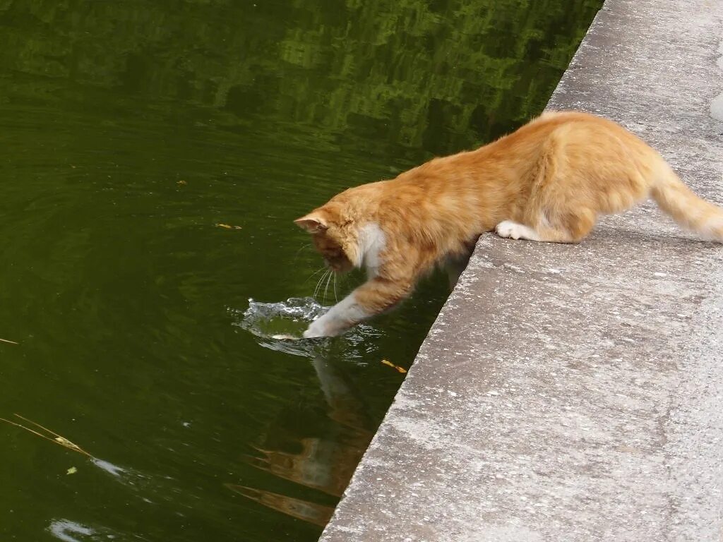 Жадно ловлю. Кот рыбачит. Кот ловит рыбу. Кот на речке. Кот у пруда.