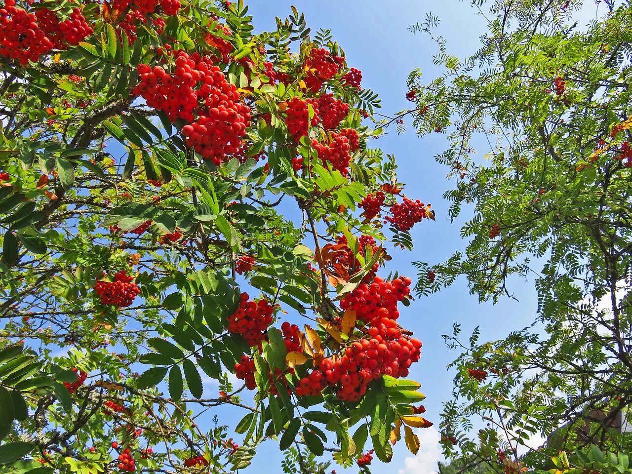 Sorbus 'red robin'. Рябина дуболистная дерево. Рябина обыкновенная гранатная. Рябина (sorbus). Деревья красная рябина.