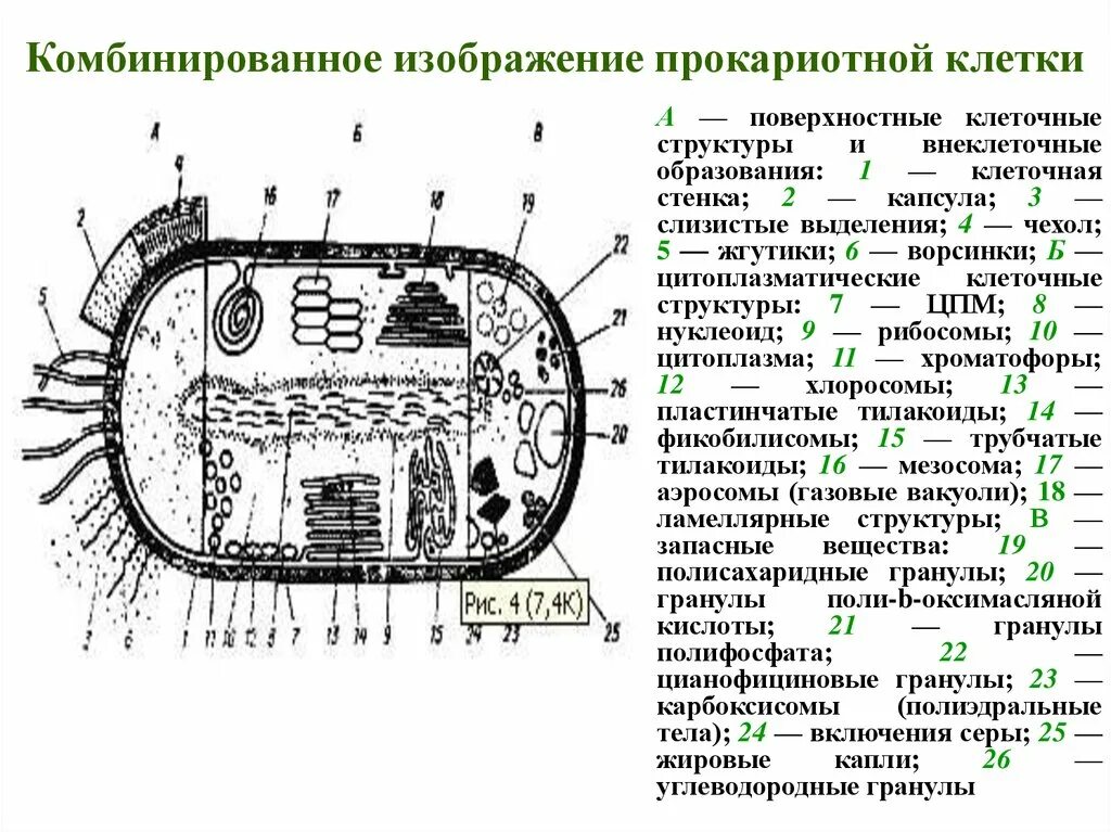 Клеточная стенка окраска. Комбинированное изображение прокариотной клетки. Поверхностные структуры клеток прокариот. Строение прокариотной клетки. Состав прокариотной клетки.