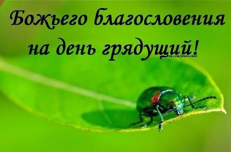 Божьего благословения на день грядущий. Благословение Божие на день грядущий открытки. Божьеблагословенье на день грядущий. Божьего благословения на день грядущий картинки.