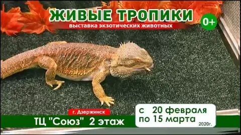 Выставка зоопарк живые тропики