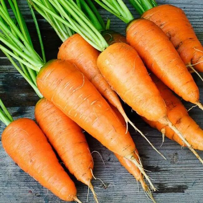 Морковь Каротель. Сорт моркови Каротель. Морковь Парижская Каротель. Сорт моркови клротулька. Лучшие сорта моркови для средней полосы