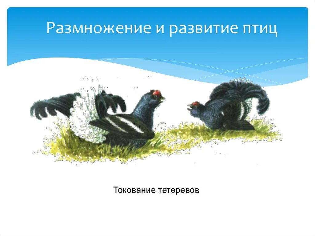 Размножение и развитие птиц. Токование тетеревов. Размножение и развитие птиц токование. Размножение и развитие птиц 7 класс биология.