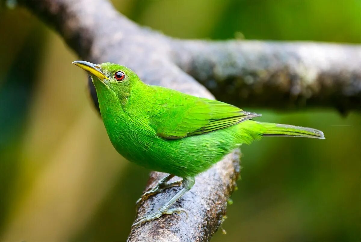 Фото зеленых птиц. Green Honeycreeper фооо. Зеленая птица. Птичка зелёного цвета Хакасия. Крупная птица зеленого цвета.