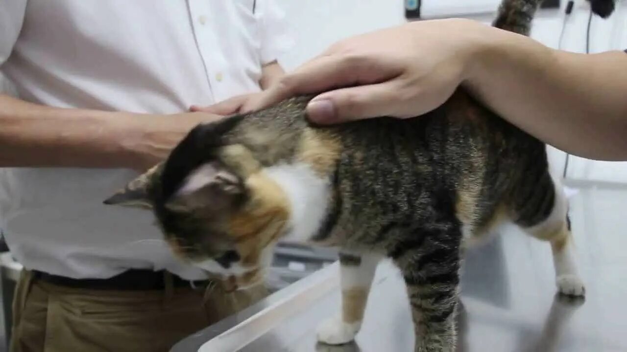Кот съел отравленную мышь симптомы