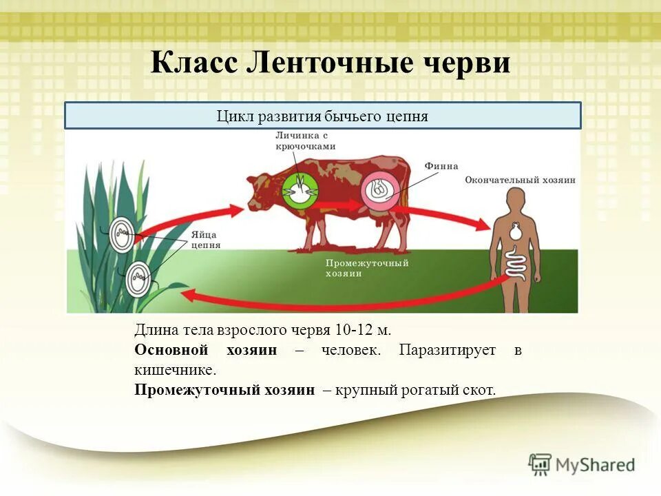 Жизненный цикл бычьего цепня начиная с яиц