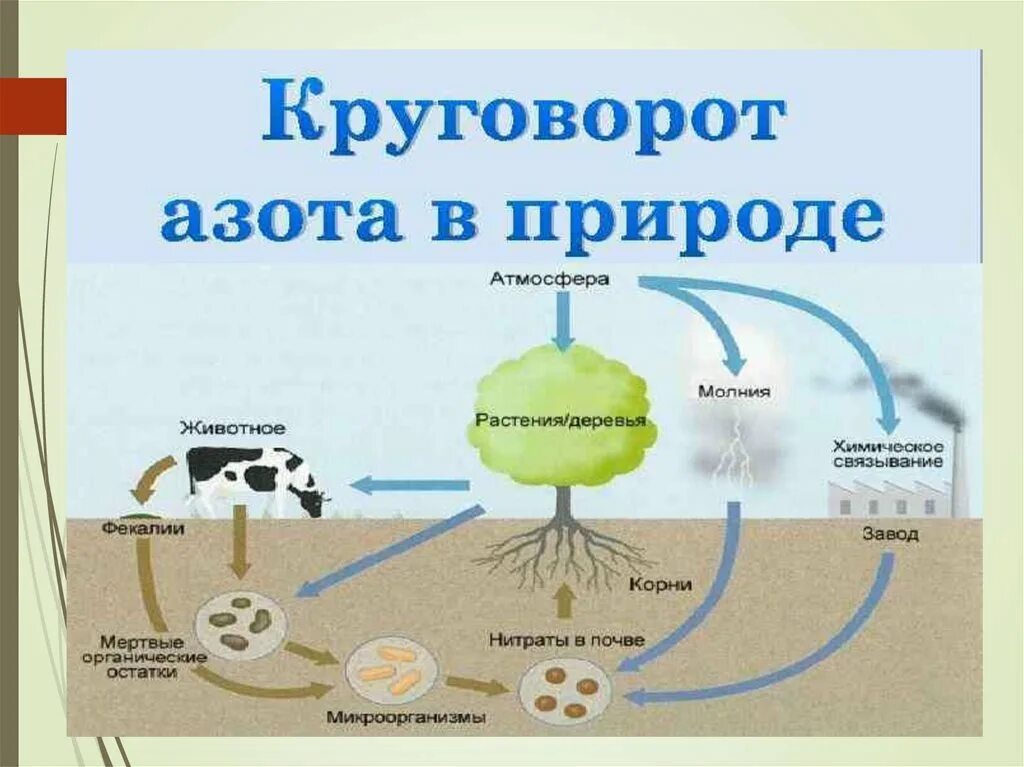 Дополни цепочку биологического круговорота. Круговорот углерода в биосфере. Схема круговора ахота в природе. Круговорот азота в природе схема. Биологический круговорот азота схема.