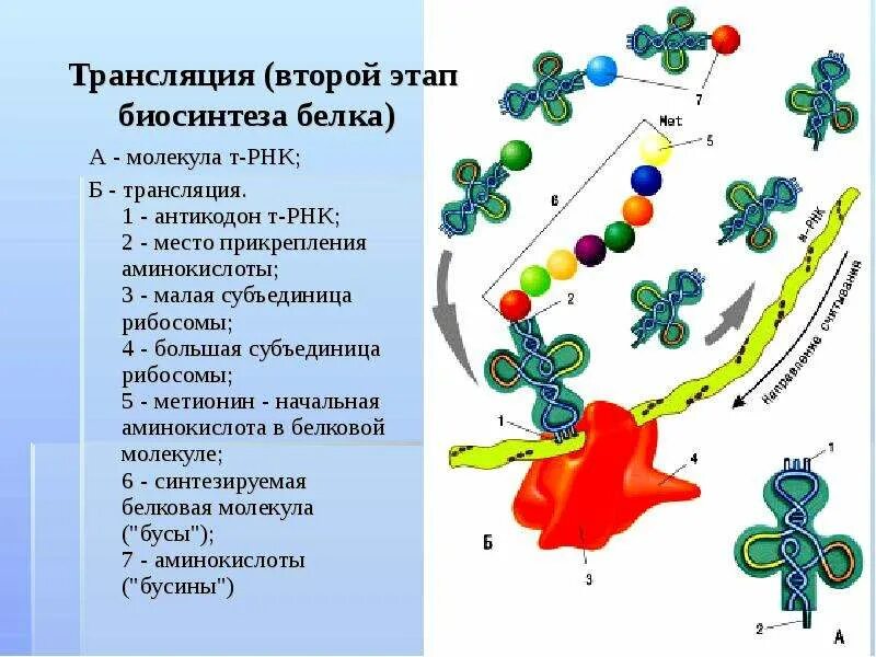 4 этапы синтеза белка. Трансляция второй этап биосинтеза белка. Трансляция второй этап биосинтеза. Трансляция 2 этап биосинтеза белка. Этапы синтеза белка.