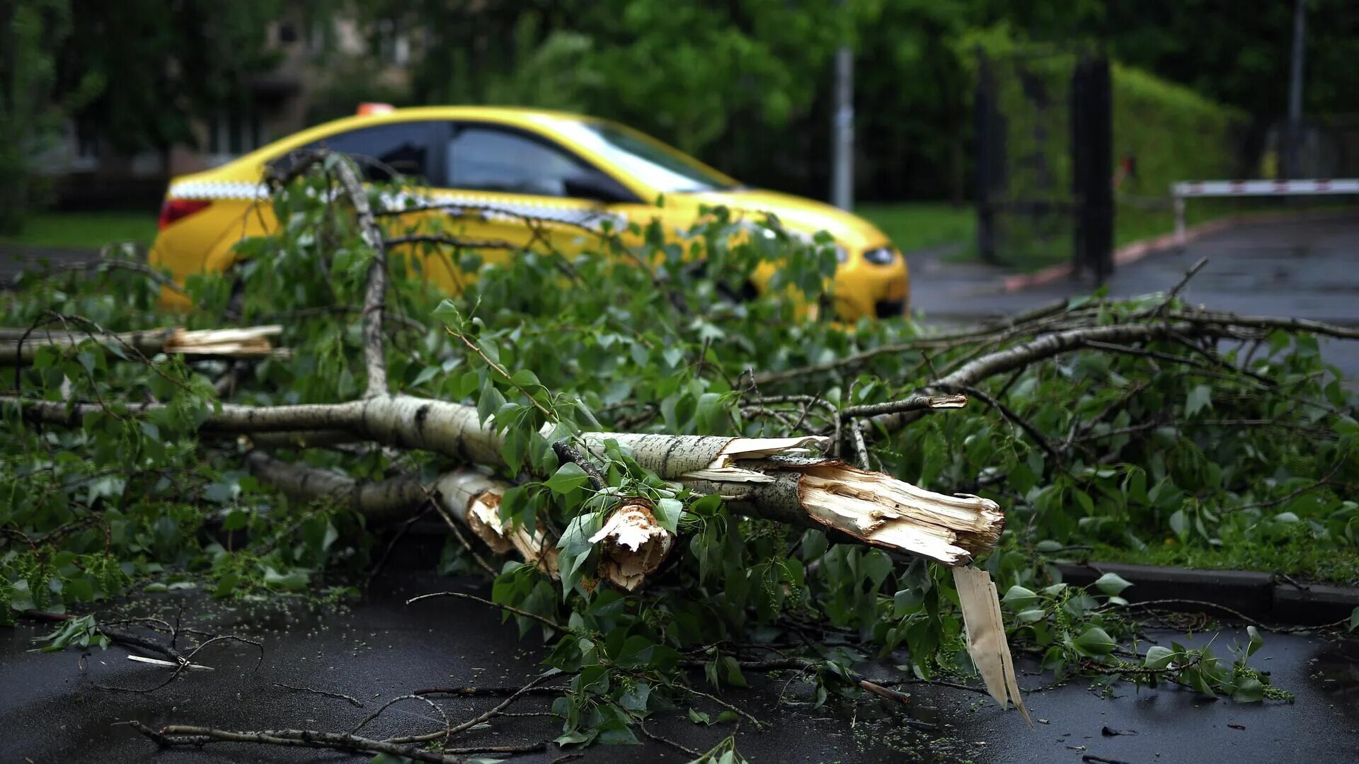 Москва сейчас деревья. Поваленное дерево. На машин повалило дерево. Ураган повалил деревья на машины. Поваленные деревья в городе.
