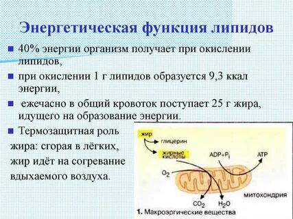 Энергетическую функцию выполняет