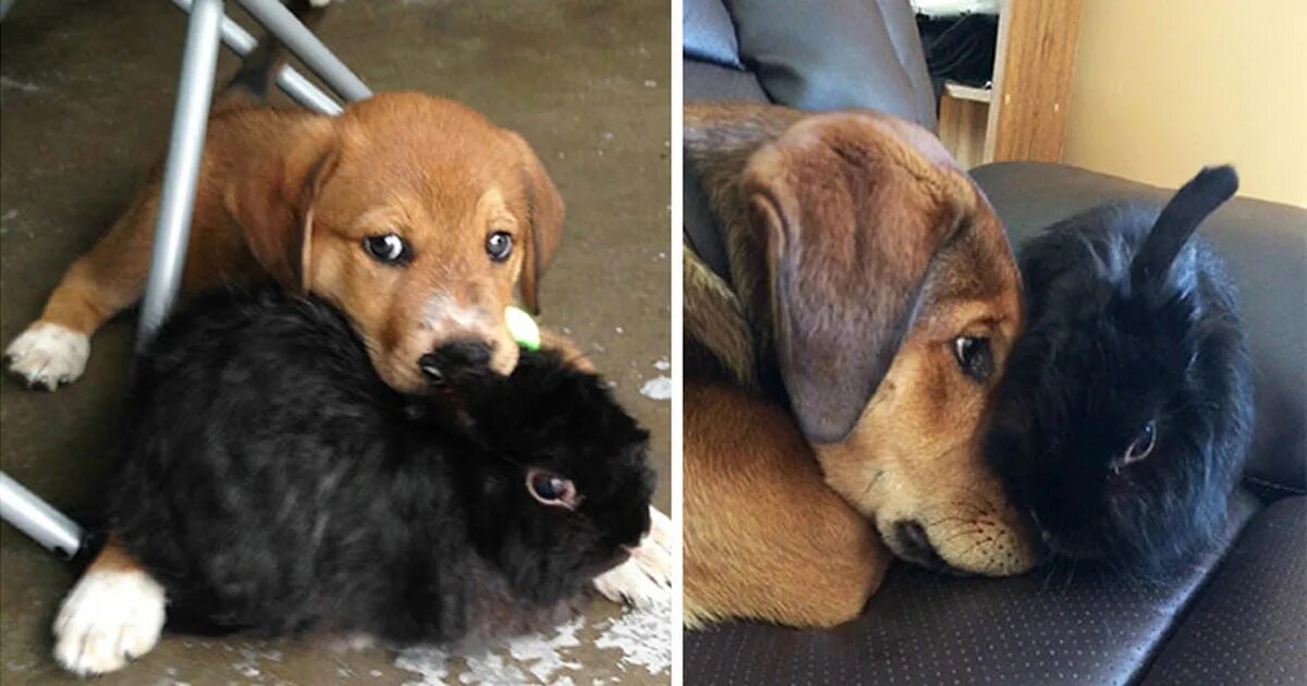 щенки в детстве и взрослые. выращивать питомца вместе. животные вырастают. которые расти вместе. какое животное быстро растет.