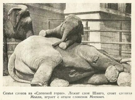 Шанго слон