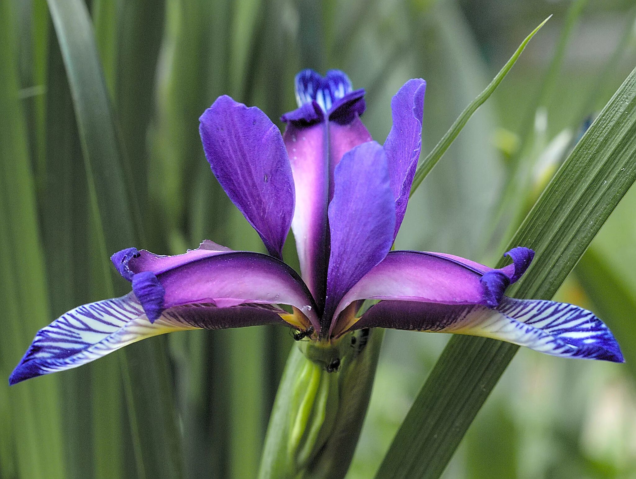 Iris 9. Ирис щетинистый. ирис щетинистый iris setosa. ирис щетинистый описание. ирис щетинистый в якутии.