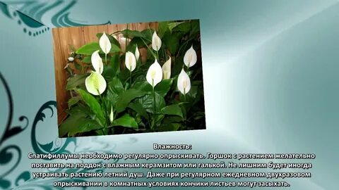 Спатифиллум влажность воздуха