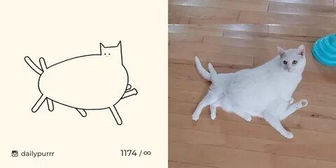 Кот 6 про