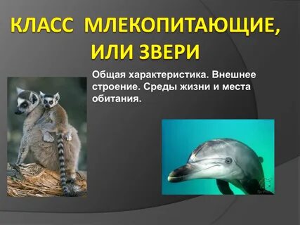 Млекопитающие 5 примеров