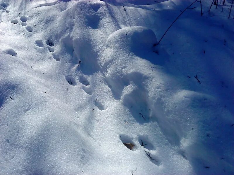 Следы зайца беляка на снегу. Кроличьи следы на снегу. Следы зайца беляка. Показать заячьи следы на снегу. Следы зайца в зимнем лесу.