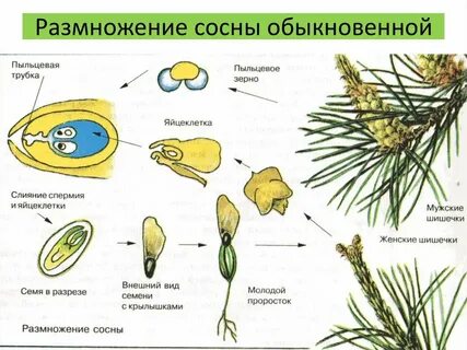 Оплодотворение шишки