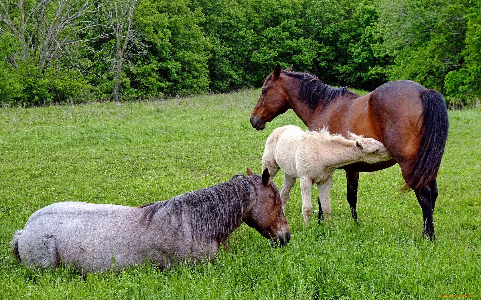 Horse family. Семья лошадей. Домашние животные лошадь с жеребенком. Лошадь с жеребенком. Лошадь с жеребенком для детей.