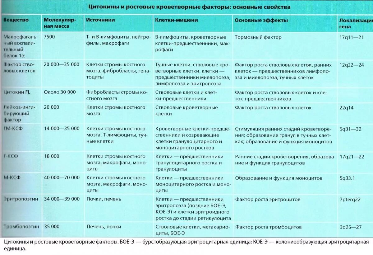 Колониестимулирующие факторы иммунология. Интерфероны. Пролиферация клеток. Гормоны и медиаторы иммунной системы. "факторе роста" (gf).