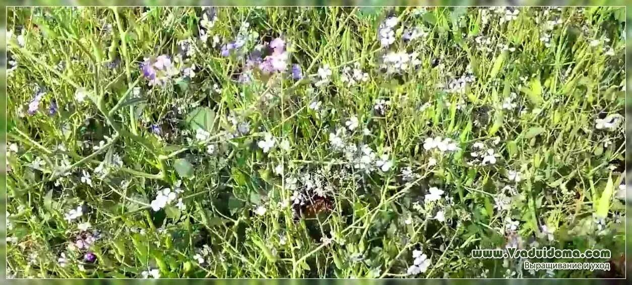 Редька масличная тамбовчанка. Редька масличная когда сеять. Редька масличная тамбовчанка. Масляничная редька сидерат. Редька масленичная сидерат.