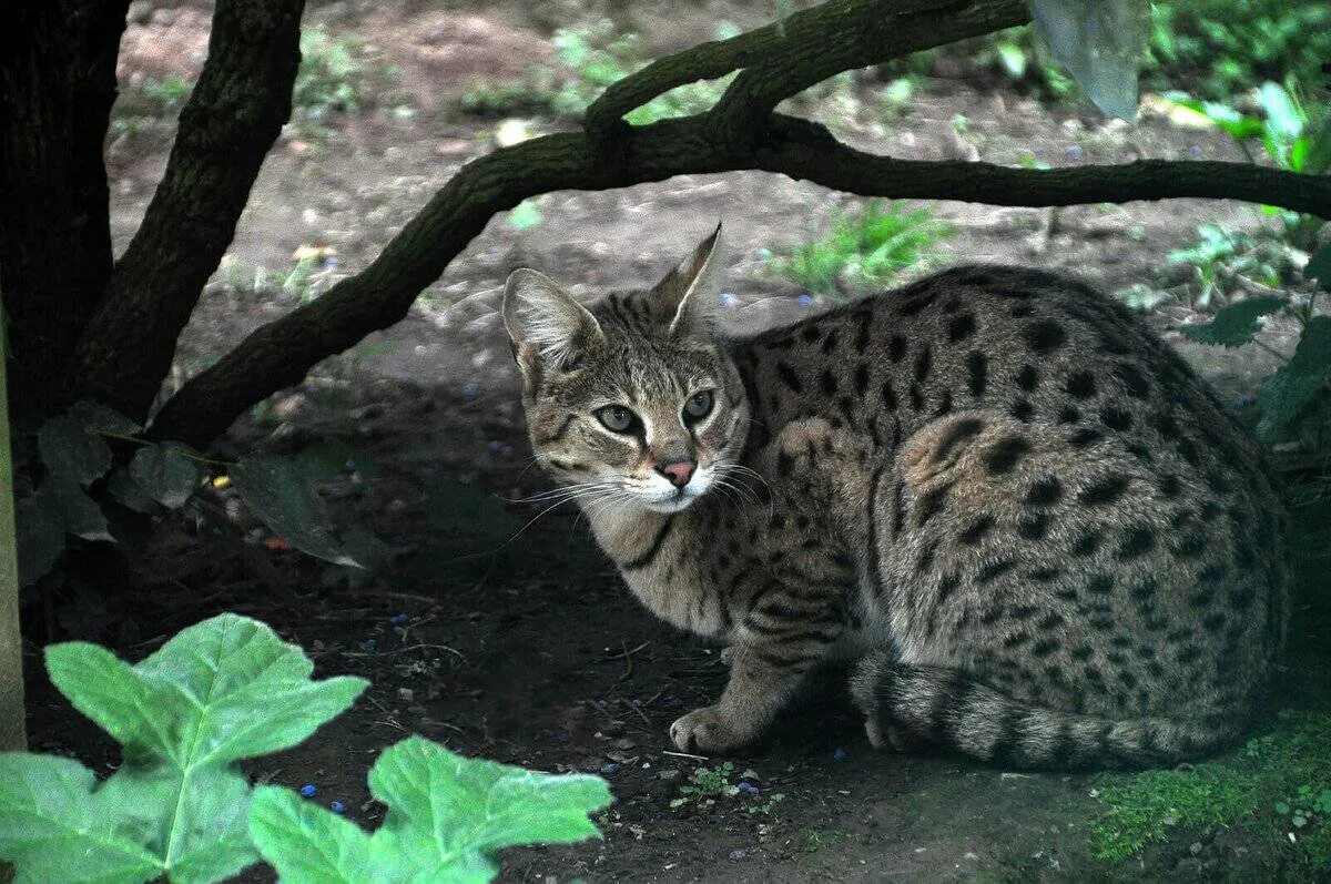Саванна кошка. Сервал Саванна ф1. Саванна Серенгети кошка. Камышовый кот бенгал. Кошка самой редкой породы
