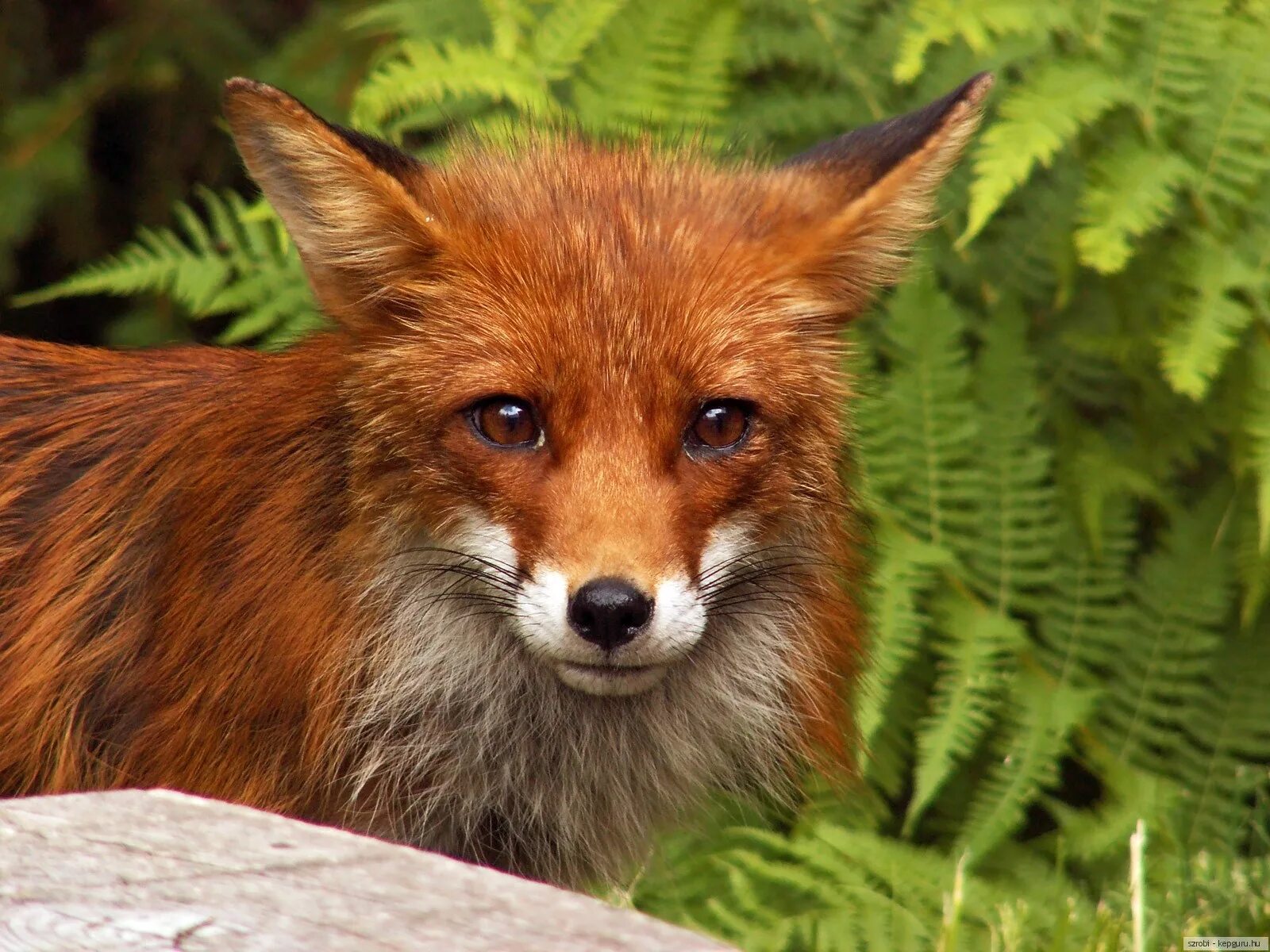 Fox animal