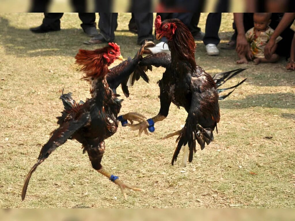 Cock fight