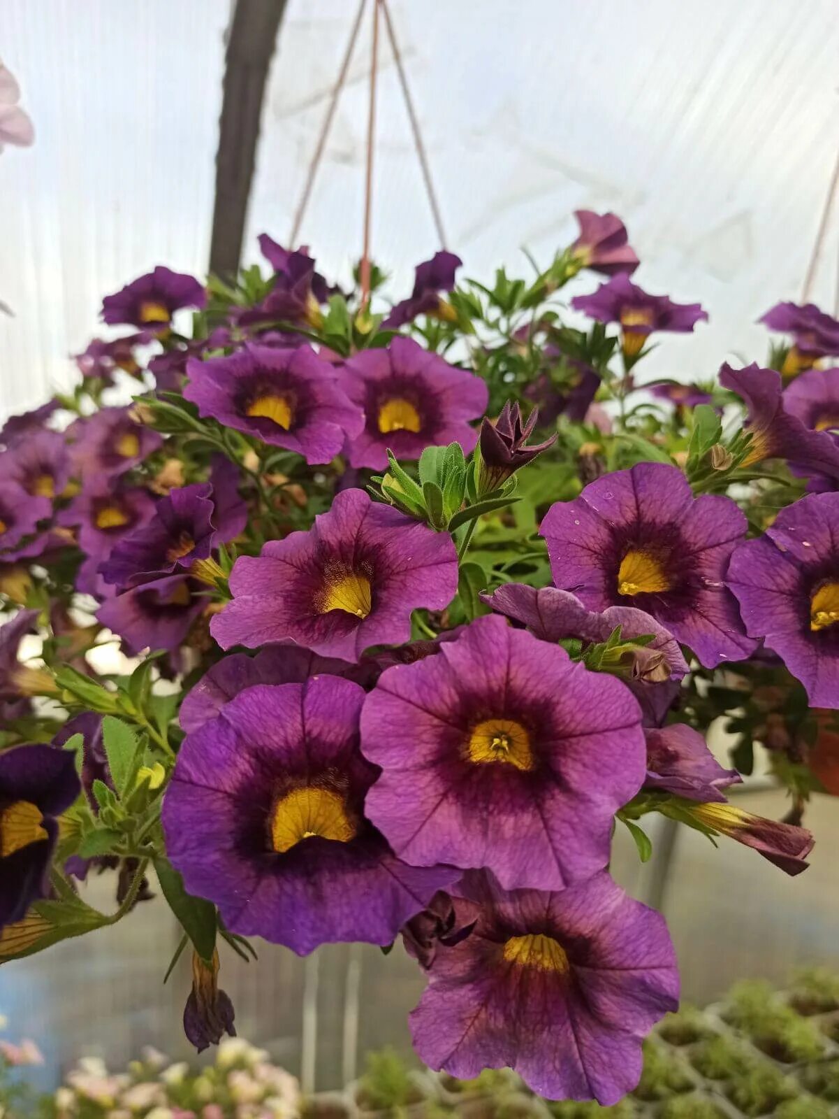 Sweet bells. Калибрахоа Hula Amethyst. Калибрахоа Chameleon Blueberry Scone. Калибрахоа хула Calibrachoa Hula Amethyst. Кан Кан вельвет калибрахоа.