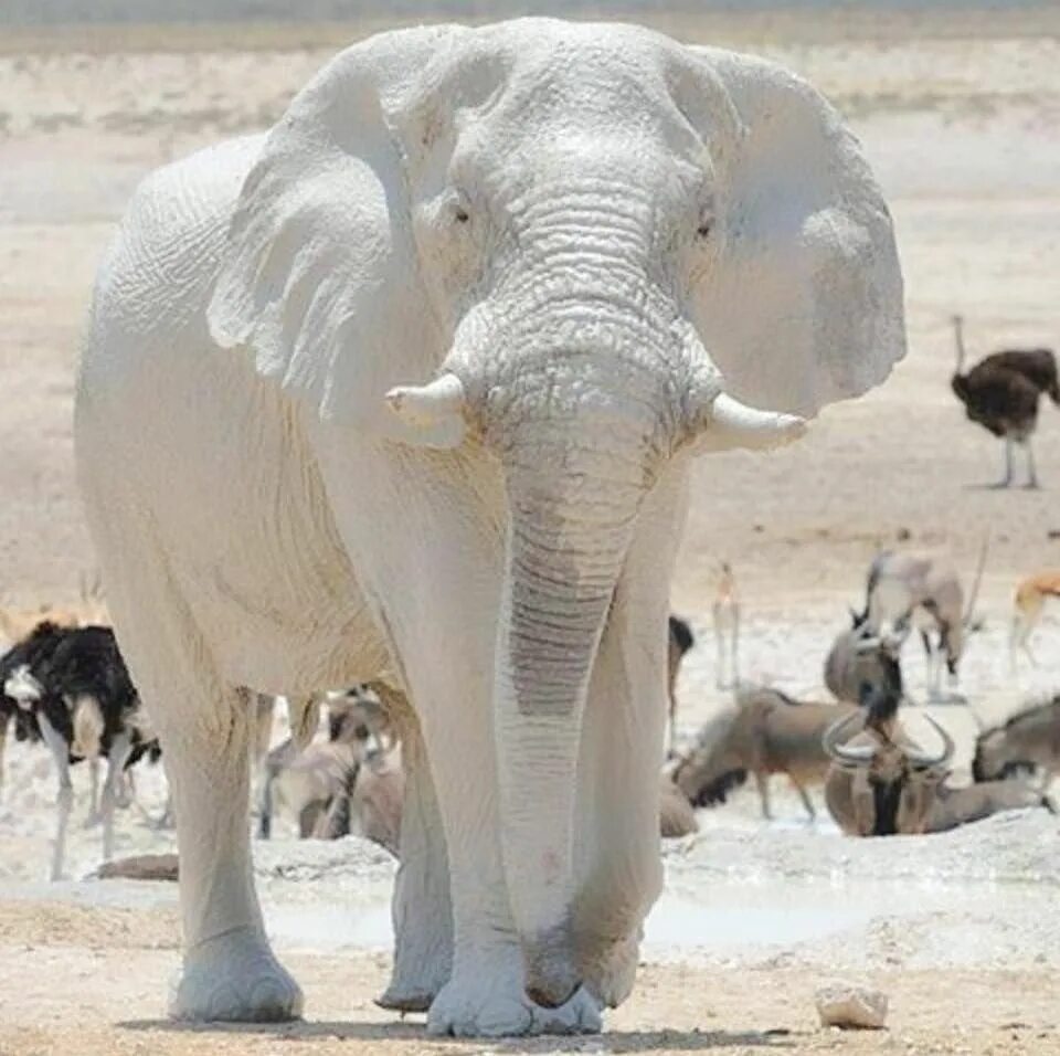Слон альбинос. Белый слон альбинос. Белый слон слон альбинос. Слон альбинос в Тайланде. Белый слоник