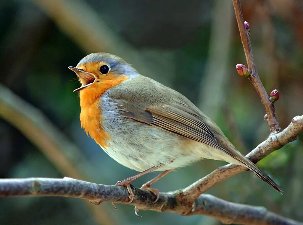 Малиновки услышав. В малиновке заслышан. Малиновки услышав. Маленькие птички центральной россии. Исполиновки заслыша голосок.