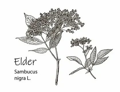 Elder plant