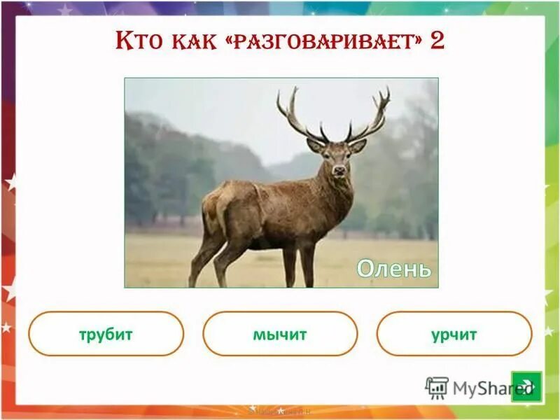 как говорят олени. наивный олень. как говорят олени. шутки про оленей. как говорят олени.