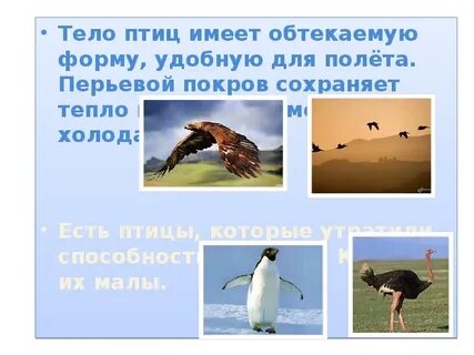 Форма птиц имеет форму
