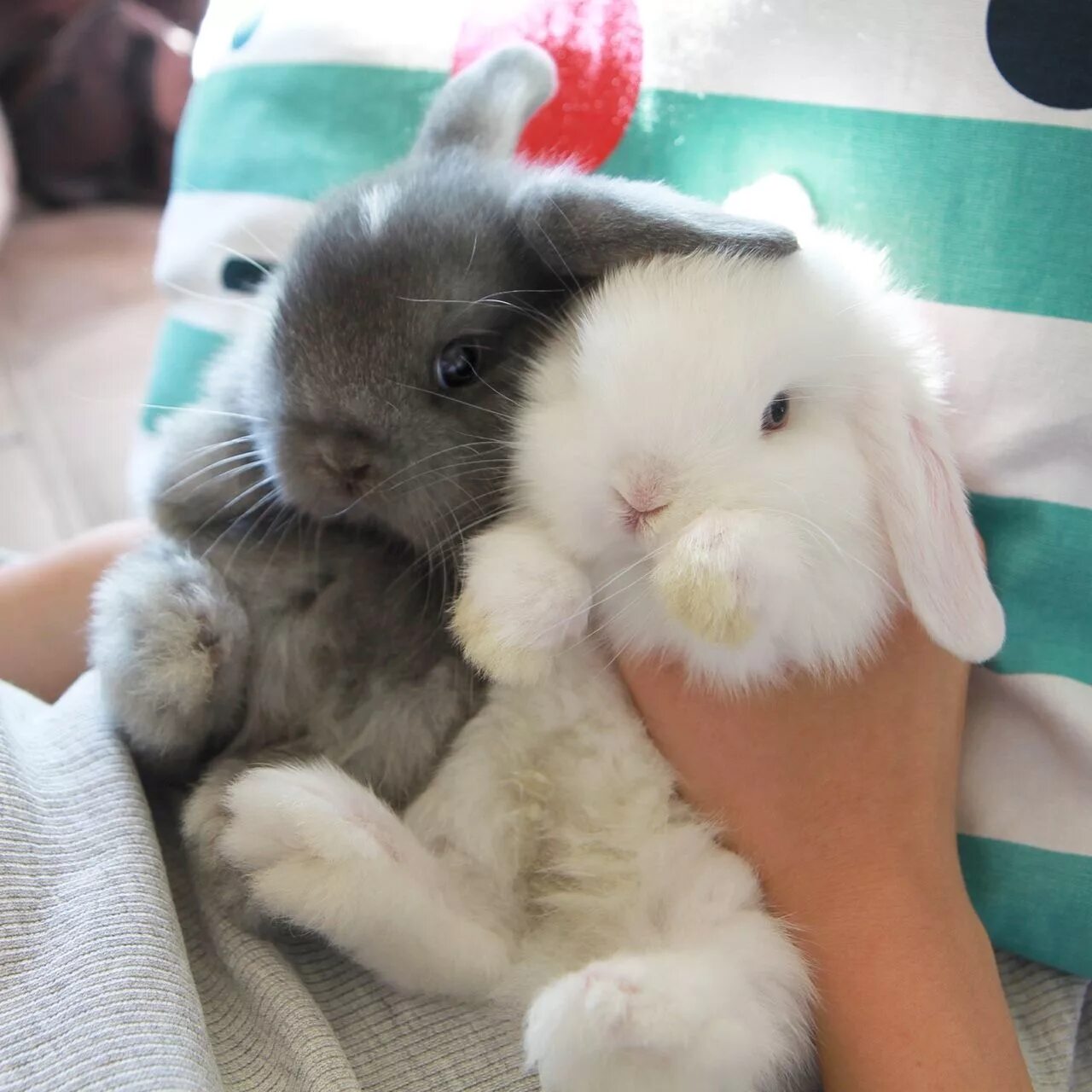 Где сейчас кролик. Милые крольчата. Милые декоративные кролики. Милый кролик. Карликовый кролик пушистый.